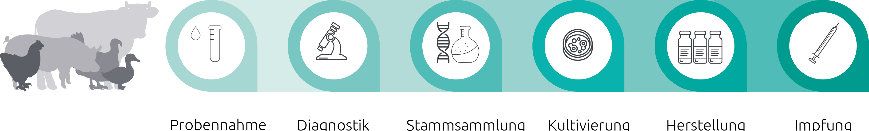 Labordiagnostik in der Veterinärmedizin | INVAC Deutschland